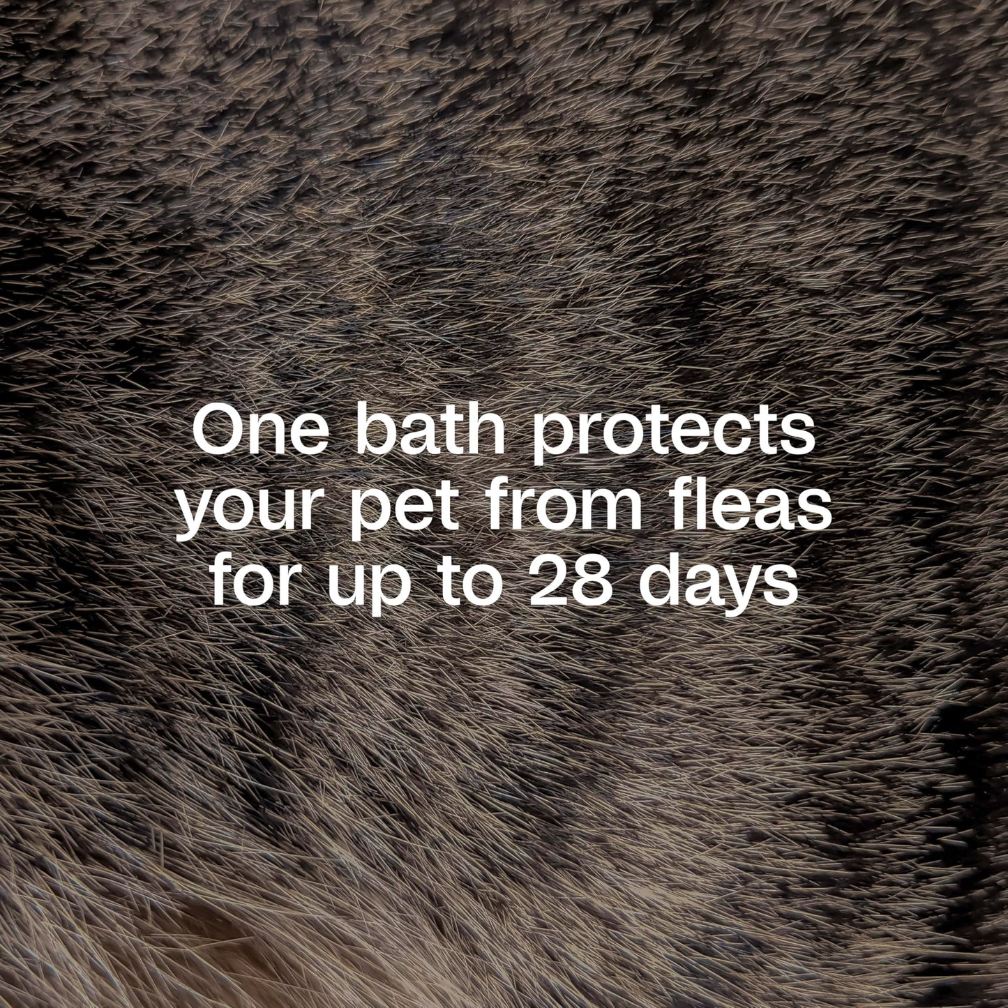 Adams Plus Flea & Tick Shampoo with Precor for Cats, Kittens, Dogs & Puppies Over 12 Weeks Of Age Sensitive Skin Flea Treatment | Kills Adult Fleas, Flea Eggs, Ticks, and Lice| 12 Ounces